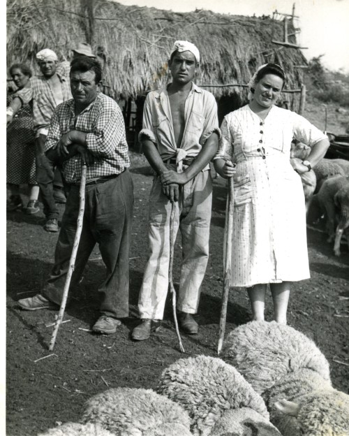 Giovanni Adriani, Santino e Vincenza Compagnucci durante la tosatura delle pecore