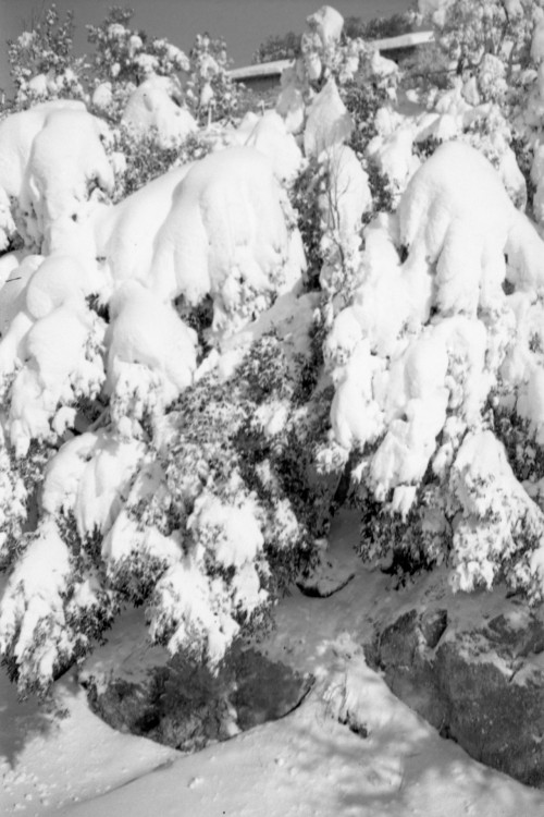 Alberi innevati