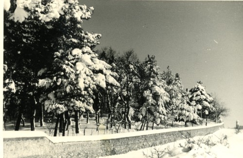 Alberi innevati