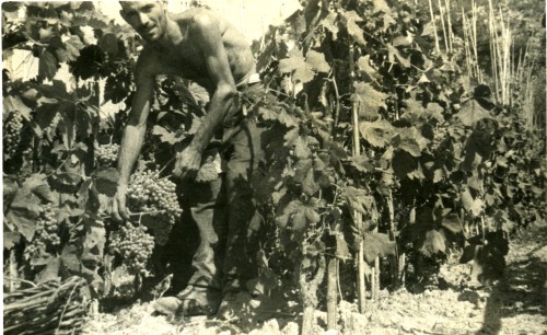 Un uomo durante la raccolta dell'uva