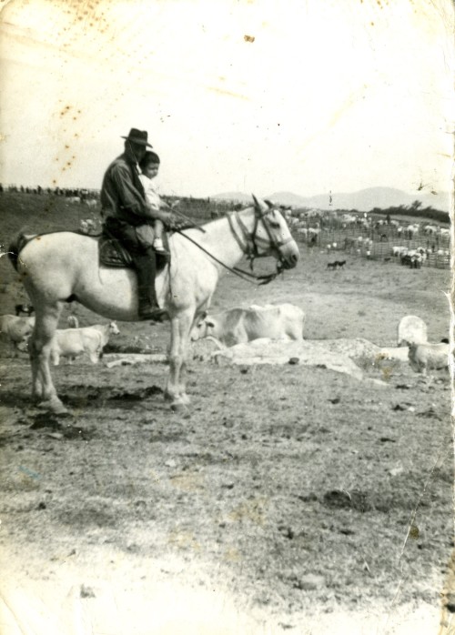 Uomo e bambino a cavallo e vacche sullo sfondo alla Nocchia